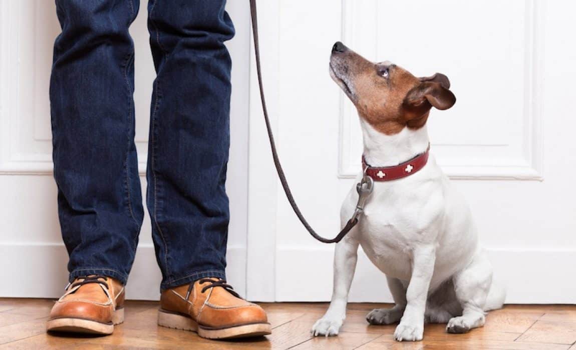 Dog and owner practicing leash training indoors